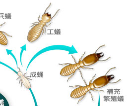 白蟻生態圈圖