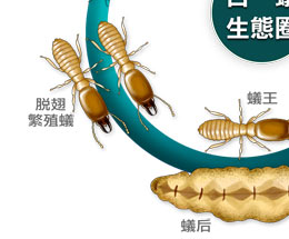 白蟻生態圈圖